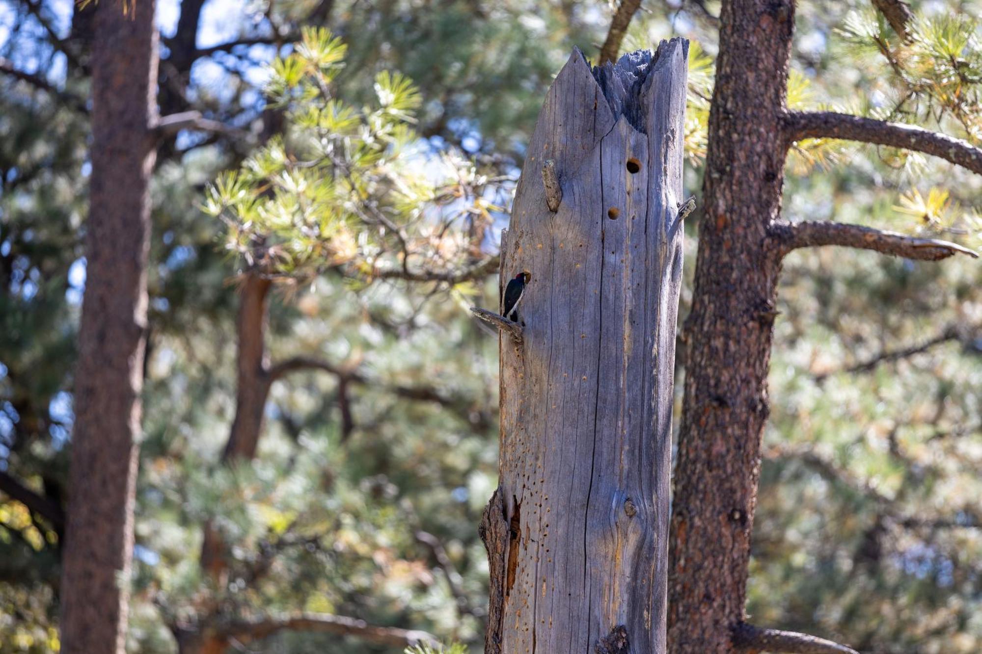 Ruidoso Lodge Cabin # 9 Buitenkant foto